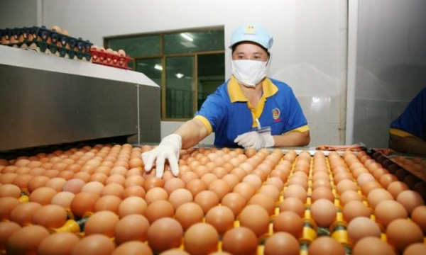 Giá trứng gà dao động ở mức 1.600 – 2.100 đồng/quả