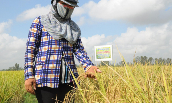 Cách nào chặn đà giảm giá lúa gạo?