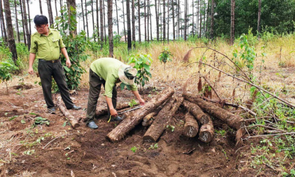 Lâm Đồng: Đất rừng liên tục bị lấn chiếm, lực lượng tuần tra bị hành hung