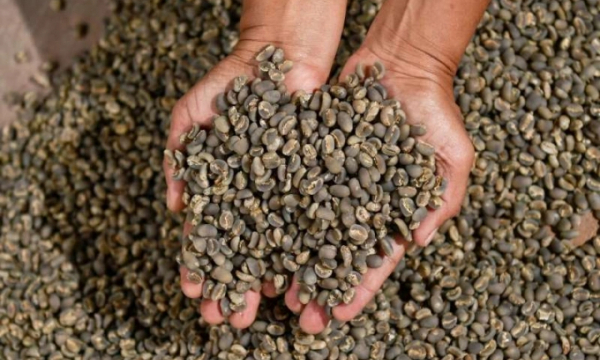 Giá cà phê hôm nay 24/8: Tăng 400 - 500 đồng/kg
