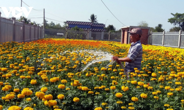 Bến Tre khuyến cáo nông dân giảm diện tích trồng hoa Tết