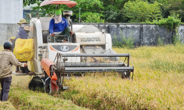 Bạc Liêu ‘cầu cứu’ các tỉnh giúp thu hoạch lúa