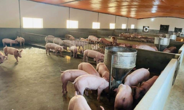 Giá lợn hơi ngày 31/8/2021: Có nơi tăng 3.000 đồng/kg