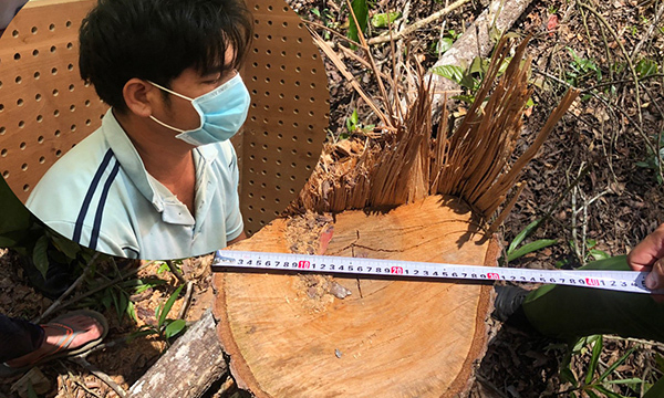 Khởi tố 7 đối tượng hủy hoại rừng ở Đắk Nông bằng thủ đoạn tinh vi