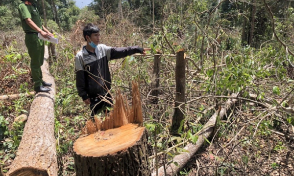Đắk Nông triệt phá nhóm đối tượng phá rừng chuyên nghiệp