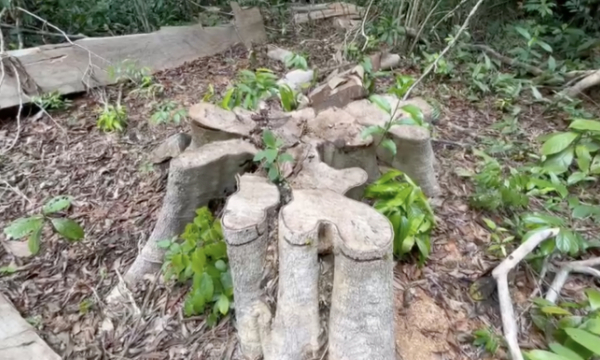Phú Yên: Lâm tặc phá rừng tự nhiên quanh khu di tích quốc gia Hội trường Mùa Xuân