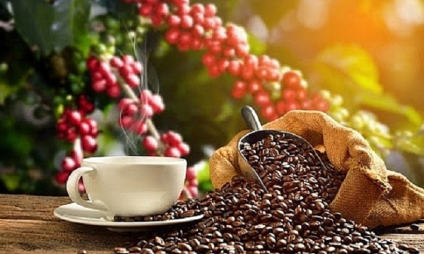 Giá cà phê hôm nay 13/9: Cà phê trong nước điều chỉnh giảm nhẹ