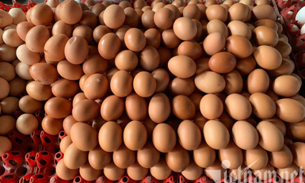 Chỉ riêng Bình Dương, mỗi ngày ế đọng 2 triệu quả trứng