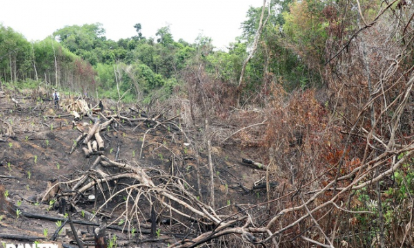 Phú Yên: Vụ rừng bị 'cạo trọc', kiểm lâm không hay: Khởi tố vụ án 'hủy hoại rừng'