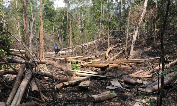 Gia Lai: Để mất rừng, 2 nhân viên bảo vệ bị khởi tố