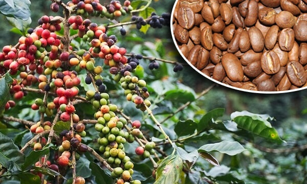 Giá cà phê ngày 8/10: Trong nước giao dịch quanh mức 40.000 đồng/kg