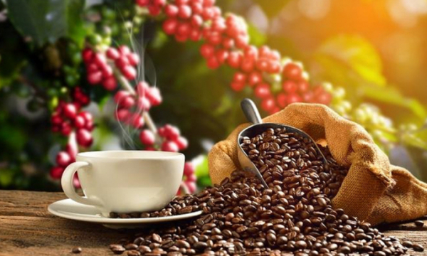 Giá cà phê ngày 9/10: Giá cà phê Arabica tiếp tục tăng mạnh