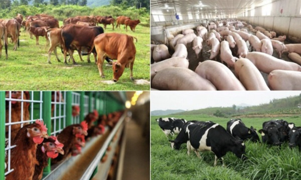 Kiến nghị Chính phủ 5 vấn đề giúp ngành chăn nuôi vượt qua thách thức lớn từ đại dịch