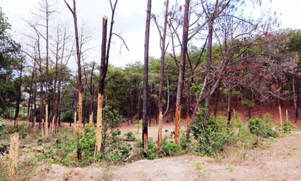 LÂM ĐỒNG: 'Siêu' dự án nghỉ dưỡng Đại Ninh làm mất 257 ha rừng, vướng bồi thường