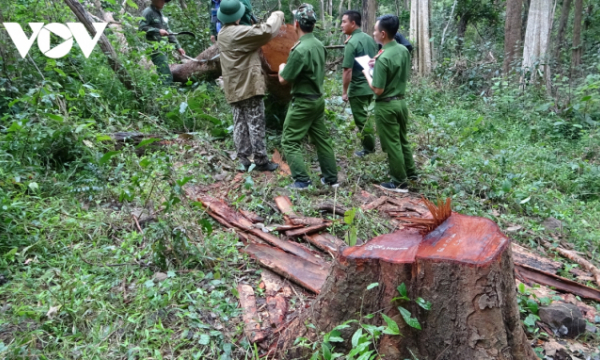 Vụ phá rừng quy mô lớn tại khu bảo tồn Ea Sô: Bắt thêm trạm phó kiểm lâm
