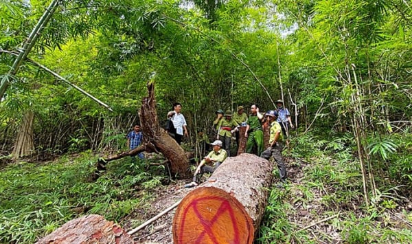Điều tra vụ 2 cây lim xanh bị hạ tại Khu bảo tồn thiên nhiên Núi Ông