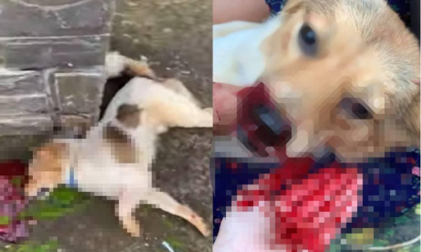 Chính quyền thông tin tố người hàng xóm 'đập đầu chú chó' đến chết vì ăn gà nhà mình