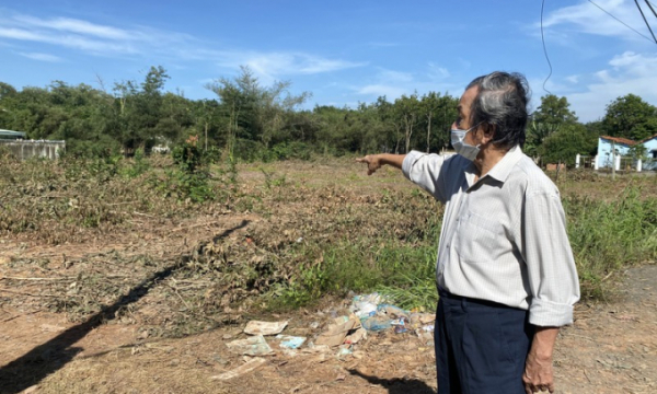 UBND phường thông tin về vụ hơn 300 cây cao su của 1 hộ dân bị đốn hạ
