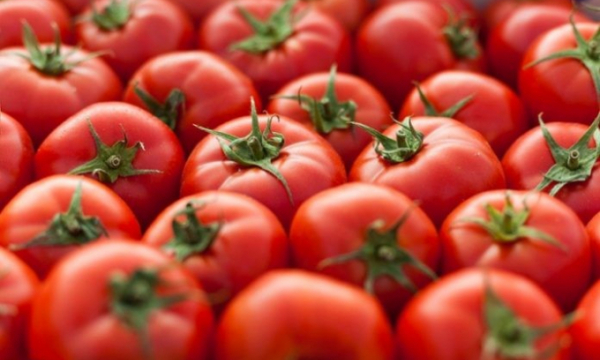 Cà chua chỉnh sửa gen được kinh doanh ở Nhật, giá 500.000 đồng/kg