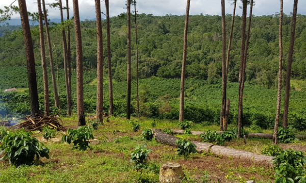 'Biến' đất rừng thành đất trồng cà phê, một doanh nghiệp bị phạt 241 triệu đồng