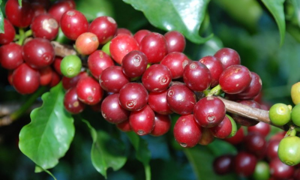 Trà Cascara làm từ vỏ cà phê arabica, xuất khẩu giá 99 USD/kg