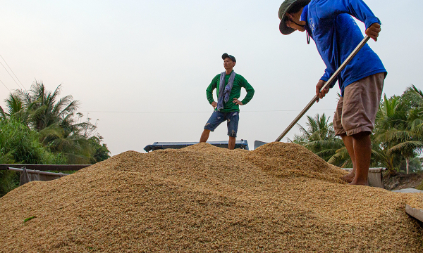 Giá gạo Việt Nam lên cao nhất hơn 8 năm qua, tăng liên tiếp từ tháng 4 đến nay