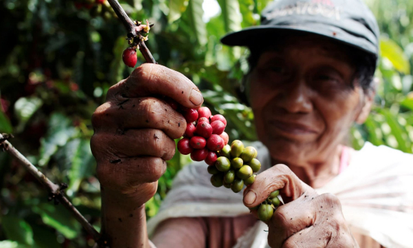 Giá cà phê Robusta Việt Nam ổn định bất chấp nguồn cung trên thị trường ở mức yếu