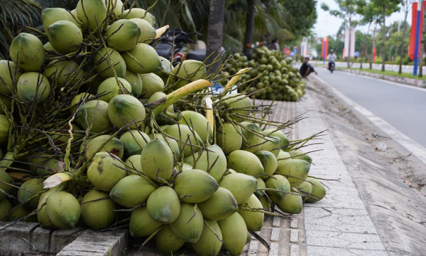 Nông dân trồng dừa thất thu