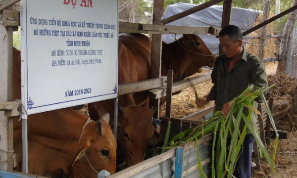 Ninh Thuận: Chuyển giao tiến bộ kỹ thuật nuôi bò hướng thịt