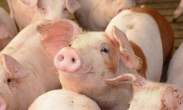 Giá lợn hơi hôm nay 20/8 nơi tăng, nơi giảm
