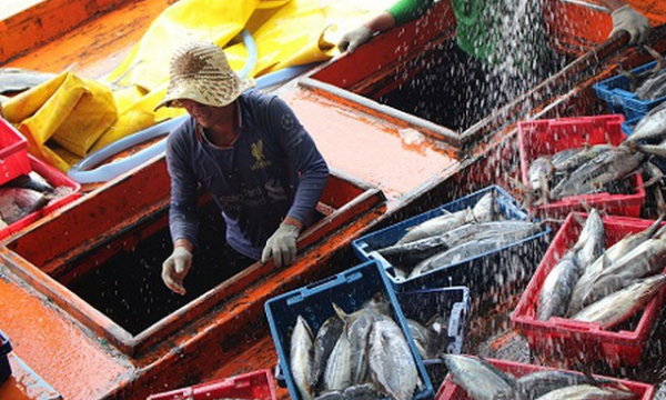 Cà Mau: Khắc phục thẻ vàng IUU từ tăng cường truy xuất nguồn gốc thủy sản