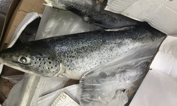 Đồng Nai: Ngăn chặn kịp thời gần 2,5 tấn cá hồi hết hạn sử dụng