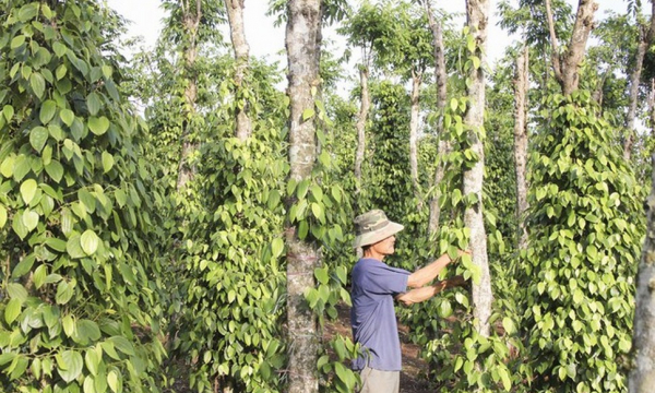 Đồng Nai: Khuyến khích phát triển vùng cây công nghiệp an toàn