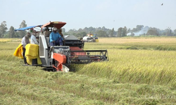 Giá lúa gạo tại nhiều tỉnh đồng bằng sông Cửu Long tăng nhẹ