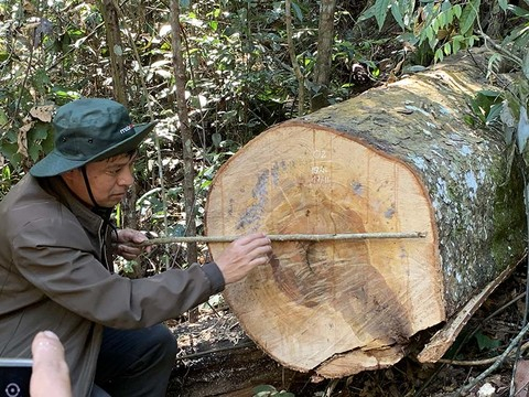 Rừng bạch tùng hơn trăm tuổi ở Lâm Đồng bị 'xẻ thịt' tang thương