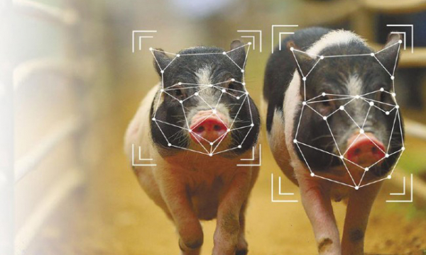 Tập đoàn công nghệ hàng đầu thế giới chuyển sang…. nuôi lợn