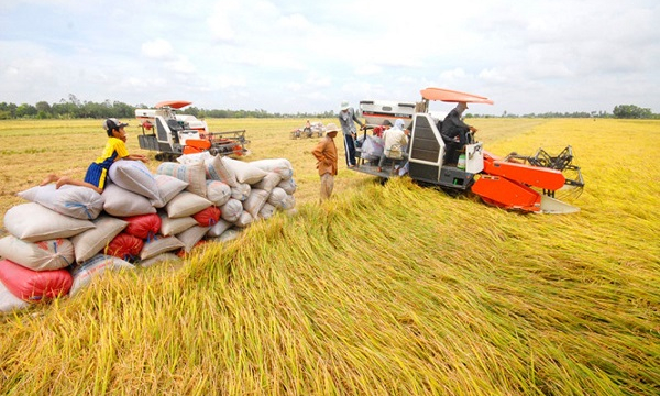 Giá lúa gạo ngày 5/3: Giá gạo nội địa sụt giảm, giá gạo xuất khẩu tăng