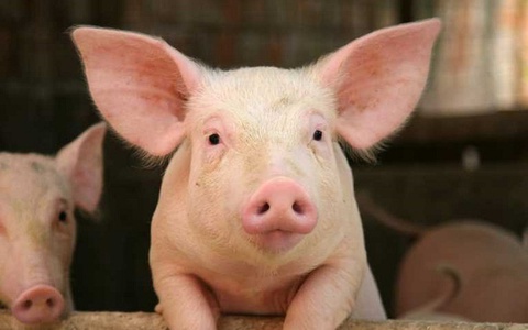 Công ty thịt lợn Dabaco có thể đạt lợi nhuận gần 1.000 tỷ đồng