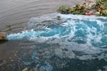 Cà Mau: Phạt công ty thủy sản xả thải ra môi trường 608 triệu đồng