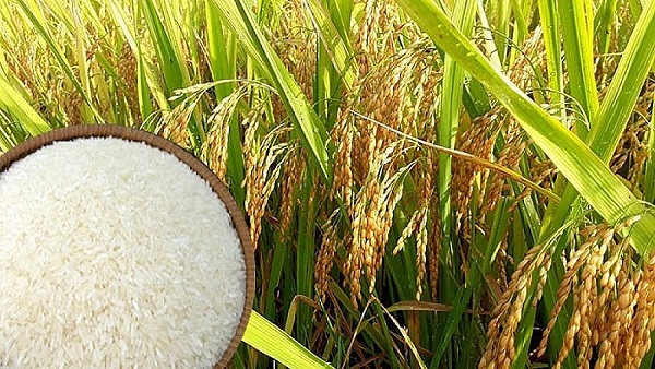 Giá lúa gạo ngày 9/6: Ổn định sau chuỗi ngày giảm sâu