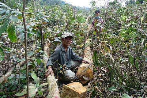 Phú Yên: Phục hồi điều tra án 'tham ô', cựu Phó Giám đốc Ban Quản lý rừng bị khởi tố