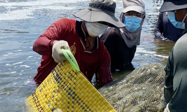 Giá tôm giảm, ngành thủy sản Sóc Trăng kêu gọi nông dân liên kết