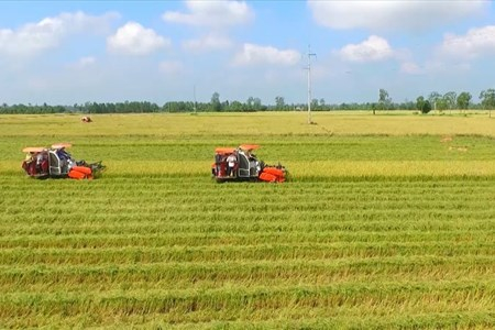 Mức phạt chuyển đổi cơ cấu cây trồng trên đất lúa không đúng quy định