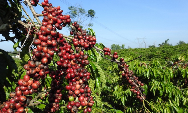 Giá cà phê ngày 16/9: Tăng liên tiếp 100 - 300 đồng/kg