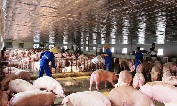 Giá thịt lợn lao dốc, chủ trại nuôi kêu trời vì lỗ tiền tỷ