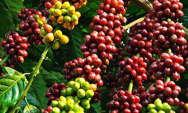 Giá cà phê ngày 26/9: Giá Arabica bật tăng liên tiếp
