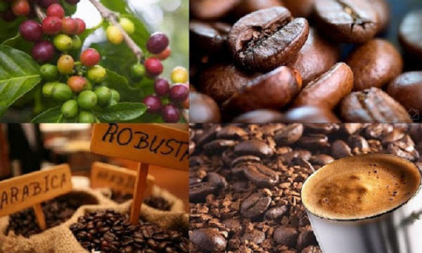 Giá cà phê hôm nay 27/9: Thị trường trong nước tăng nhẹ, thấp nhất 39.800đ/kg