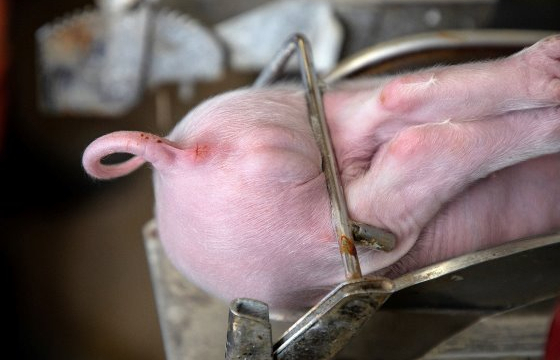 Luật cấm thiến lợn- cơn đau đầu của nông dân các nước