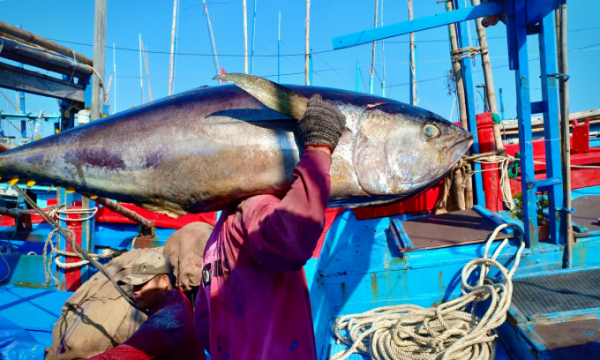 Xuất khẩu cá ngừ giảm mạnh trong tháng 8