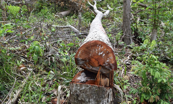 Nhà nhân viên bảo vệ rừng ở Phú Yên cất giấu nhiều gỗ trái phép